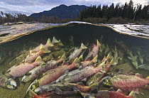 Sockeye Salmon (Oncorhynchus nerka) carcasses on river bottom, having died after spawning, Adams River, Roderick Haig-Brown Provincial Park, British Columbia, Canada