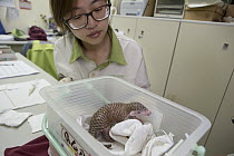 Chinese Pangolin (Manis pentadactyla) biologist, Hsuan yi Lo, tending to twelve day old orphaned baby, Taipei Zoo, Taipei, Taiwan