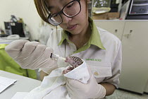 Chinese Pangolin (Manis pentadactyla) biologist, Hsuan yi Lo, bottle feeding twelve day old orphaned baby, Taipei Zoo, Taipei, Taiwan