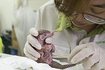 Chinese Pangolin (Manis pentadactyla) biologist, Hsuan yi Lo, cleaning twelve day old orphaned baby, Taipei Zoo, Taipei, Taiwan