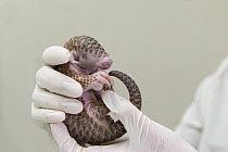 Chinese Pangolin (Manis pentadactyla) biologist, Hsuan yi Lo, holding twelve day old orphaned baby, Taipei Zoo, Taipei, Taiwan, digitally removed line in background