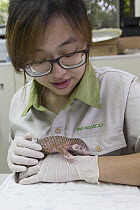 Chinese Pangolin (Manis pentadactyla) biologist, Hsuan yi Lo, holding twelve day old orphaned baby, Taipei Zoo, Taipei, Taiwan
