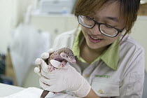 Chinese Pangolin (Manis pentadactyla) biologist, Hsuan yi Lo, burping twelve day old orphaned baby after bottle feeding, Taipei Zoo, Taipei, Taiwan