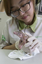 Chinese Pangolin (Manis pentadactyla) biologist, Hsuan yi Lo, burping twelve day old orphaned baby after bottle feeding, Taipei Zoo, Taipei, Taiwan