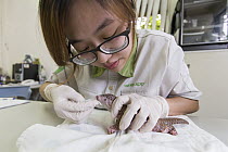 Chinese Pangolin (Manis pentadactyla) biologist, Hsuan yi Lo, cleaning twelve day old orphaned baby, Taipei Zoo, Taipei, Taiwan