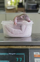 Chinese Pangolin (Manis pentadactyla) twelve day old orphaned baby on scale, Taipei Zoo, Taipei, Taiwan, digitally removed highlight in foreground
