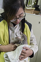Chinese Pangolin (Manis pentadactyla) biologist, Hsuan yi Lo, holding three month old orphaned baby, Taipei Zoo, Taipei, Taiwan
