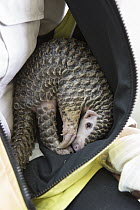 Chinese Pangolin (Manis pentadactyla) three month old orphaned baby curled up inside jacket of caretaker, Taipei Zoo, Taipei, Taiwan