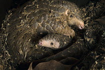 Chinese Pangolin (Manis pentadactyla) mother and two month old baby, Taipei Zoo, Taipei, Taiwan, digitally removed leaf debris in foreground