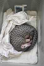 Chinese Pangolin (Manis pentadactyla) three month old orphaned baby sleeping, Taipei Zoo, Taipei, Taiwan