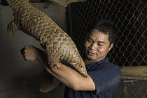 Malayan Pangolin (Manis javanica), rehabilitated individual, climbing on conservationist, Thai Van Nguyen, Cuc Phuong National Park, Vietnam, digitally removed highlight in background