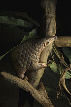 Malayan Pangolin (Manis javanica), rehabilitated individual, Carnivore and Pangolin Conservation Program, Cuc Phuong National Park, Vietnam