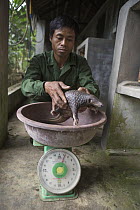Malayan Pangolin (Manis javanica) three month old baby being weighed by caretaker, Carnivore and Pangolin Conservation Program, Cuc Phuong National Park, Vietnam