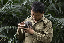 Malayan Pangolin (Manis javanica) conservationist, Thai Van Nguyen, holding three month old baby, Carnivore and Pangolin Conservation Program, Cuc Phuong National Park, Vietnam, digitally removed obje...