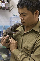 Malayan Pangolin (Manis javanica) conservationist, Thai Van Nguyen, examining three month old baby, Carnivore and Pangolin Conservation Program, Cuc Phuong National Park, Vietnam, digitally removed ob...