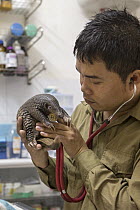 Malayan Pangolin (Manis javanica) conservationist, Thai Van Nguyen, examining three month old baby, Carnivore and Pangolin Conservation Program, Cuc Phuong National Park, Vietnam, digitally removed ob...
