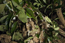 Ant (Formicidae) nests in tree given to pangolins during rehabilitation process, Carnivore and Pangolin Conservation Program, Cuc Phuong National Park, Vietnam