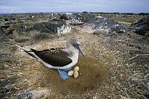 Blue-footed Booby (Sula nebouxii) on nest with eggs, Galapagos Islands, Ecuador