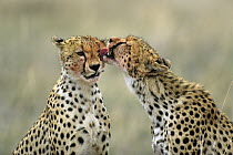 Cheetah (Acinonyx jubatus) pair grooming, Serengeti National Park, Tanzania
