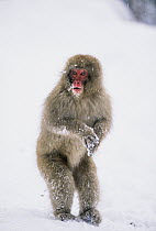 Japanese Macaque (Macaca fuscata) standing in snow, Japanese Alps, Japan