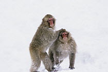 Japanese Macaque (Macaca fuscata) sub-adults play-fighting in snow, Japanese Alps, Japan