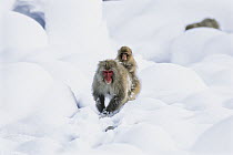 Japanese Macaque (Macaca fuscata) mother walking through snow with young on her back, Japanese Alps, Japan
