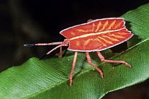 Red Stink Bug (Pycanum rubeus) also known as a Shield Bug, Sabah, Borneo, Malaysia