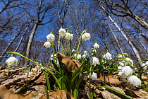 Spring Snowflake (Leucojum vernum) flowers in deciduous forest, Upper Bavaria, Germany