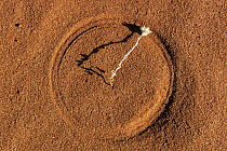 Spinifex Grass (Triodia pungens) seedling in red sand showing track made by wind, Strzelecki Desert, South Australia, Australia