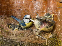Blue Tit (Cyanistes caeruleus) parent collecting fecal sac in nest box, Bavaria, Germany