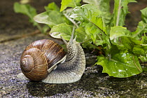 Edible Snail (Helix pomatia) feeding on lettuce, Bavaria, Germany