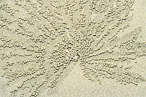 Sand Bubbler Crab (Dotillidae) on beach with sand balls, left-overs from feeding, Andaman Islands, India