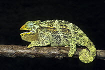 Jackson's Chameleon (Chamaeleo jacksonii) female, Tanzania
