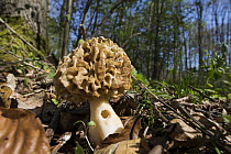 Yellow Morel (Morchella esculenta) mushroom in forest, Upper Bavaria, Germany