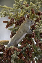 Red Squirrel (Tamiasciurus hudsonicus) foraging on pine cones, Alaska