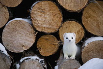 Short-tailed Weasel (Mustela erminea) in winter in log pile, Alaska