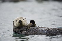 Sea Otter (Enhydra lutris), Alaska