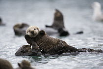 Sea Otter (Enhydra lutris) mother grooming pup, Alaska