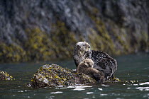 Sea Otter (Enhydra lutris) mother and pup hauled out on rock, Alaska