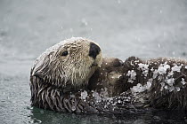 Sea Otter (Enhydra lutris) mother and pup in snowfall, Alaska