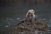 Sea Otter (Enhydra lutris) on rock, Alaska