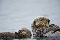 Sea Otter (Enhydra lutris) mother and pup sleeping, Alaska