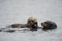 Sea Otter (Enhydra lutris) mother feeding pup, Alaska