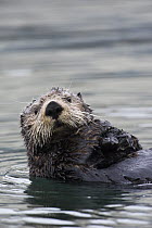 Sea Otter (Enhydra lutris), Alaska