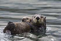 Sea Otter (Enhydra lutris) mother and pup, Alaska