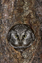 Boreal Owl (Aegolius funereus) in nest cavity, Alaska