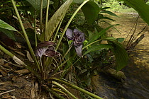 Bornean Bat Flower (Tacca borneensis) flowers, which generate their own heat to aid in pollination, Kasai, Batang Ai National Park, Malaysia