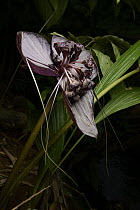 Bornean Bat Flower (Tacca borneensis) flowers, which generate their own heat to aid in pollination, Kasai, Batang Ai National Park, Malaysia