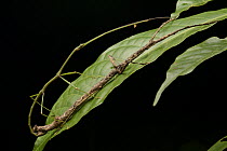 Stick Insect (Phasmatidae) pair mating, Gunung Penrissen, Borneo, Malaysia