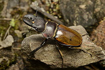 Stag Beetle (Odontolabis sp), Mesilau Valley, Mount Kinabalu National Park, Borneo, Malaysia